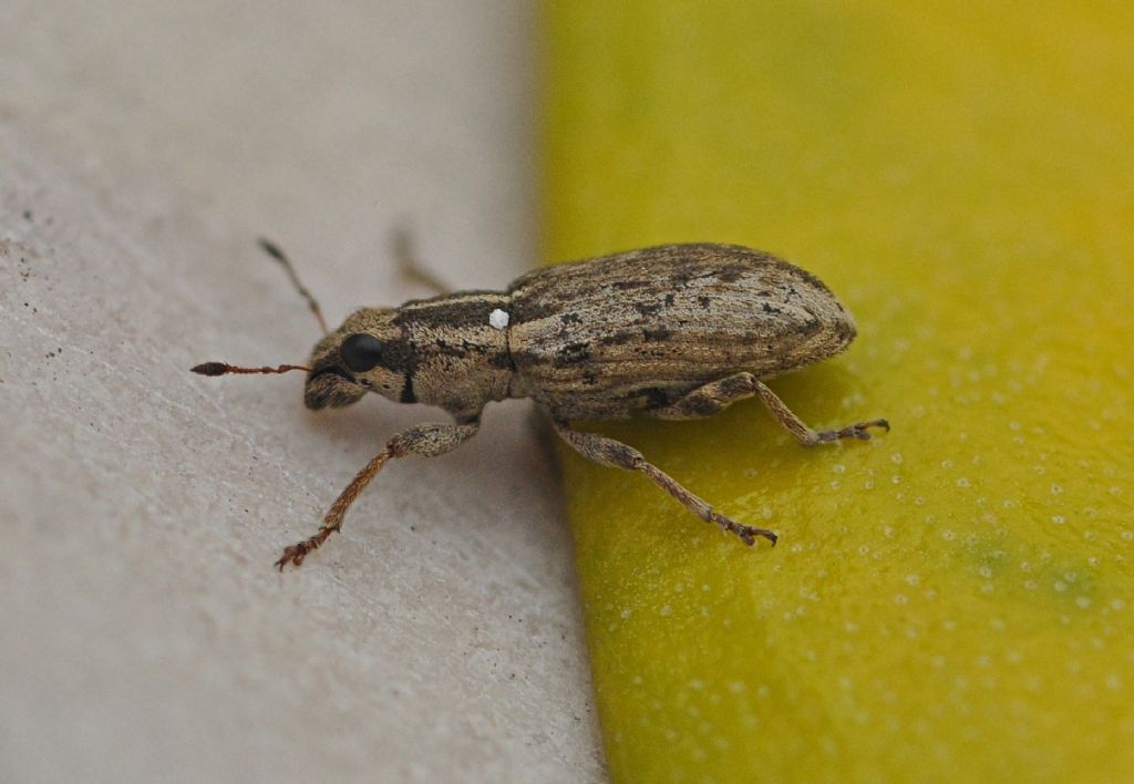 Curculionidae:  Sitona humeralis